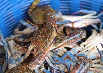 Granchio blu, Alleanza Cooperative: bene via libera da Conferenza Stato Regioni al decreto Lollobrigida