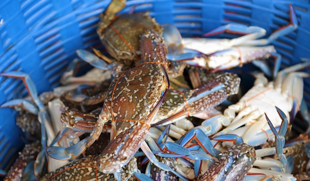 Granchio blu, Alleanza Cooperative: bene via libera da Conferenza Stato Regioni al decreto Lollobrigida
