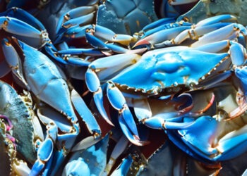 Granchio blu. Bartolo e Gualmini: "Studio della Commissione sia realizzato in tempi brevi"