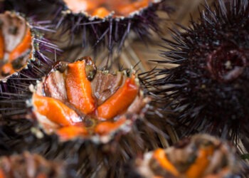 In Francia misure stringenti a tutela dei ricci di mare