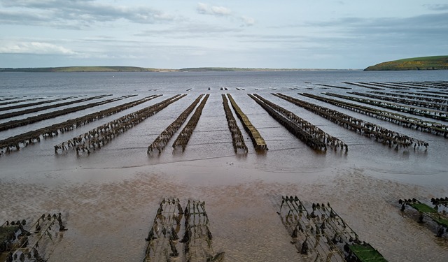 In crescita il settore acquacoltura in Irlanda