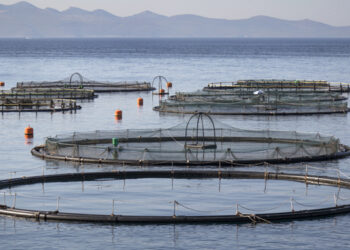 Kilic in trattative per l'acquisizione di Agromey