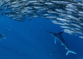 La plastica biodegradabile e i potenziali effetti sui pesci