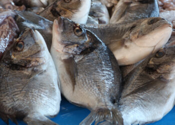 Previsioni ottimistiche per la produzione ittica