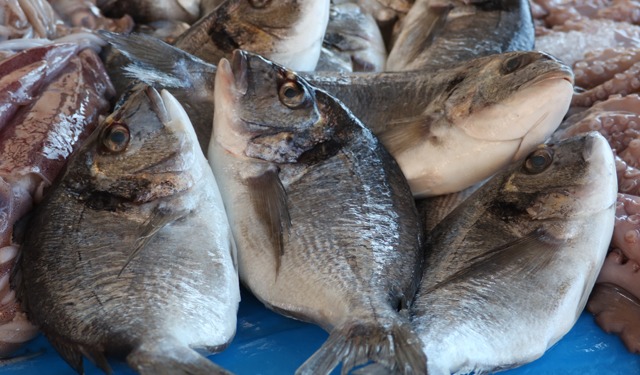 Previsioni ottimistiche per la produzione ittica