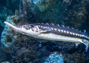 Progetto pilota GFCM: salvaguardare gli storioni dall'estinzione