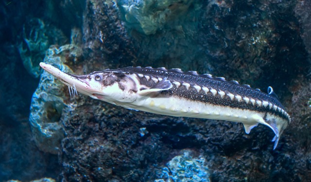 Progetto pilota GFCM: salvaguardare gli storioni dall'estinzione