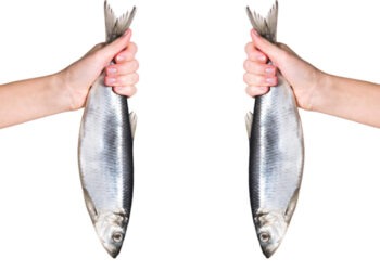 Quanto sono resilienti pesca e acquacoltura?