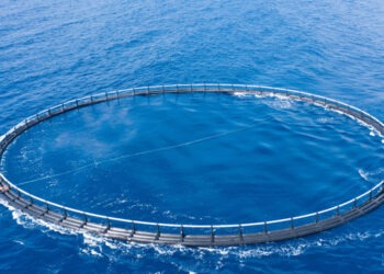 Scoperta rivoluzionaria nell'allevamento del merluzzo