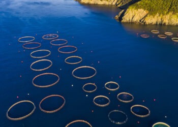 Sfida nel Mediterraneo: acquacoltura e sostenibilità ambientale