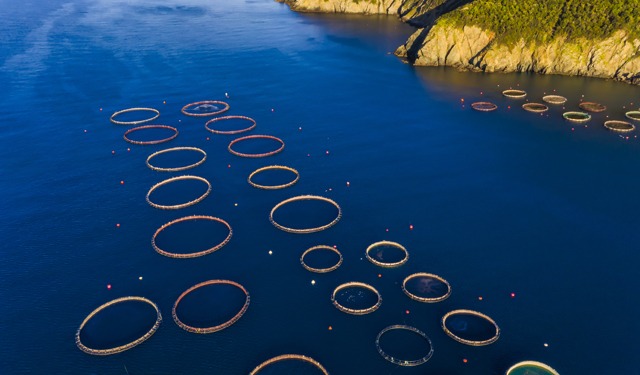 Sfida nel Mediterraneo: acquacoltura e sostenibilità ambientale