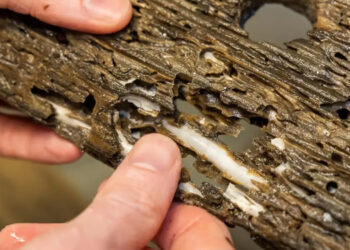 Teredinidi: da parassita a specie d’allevamento del futuro