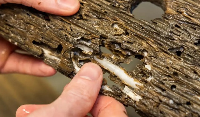 Teredinidi: da parassita a specie d’allevamento del futuro