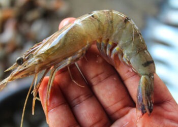A novembre aumento del 15% delle esportazioni di gamberi ecuadoriani