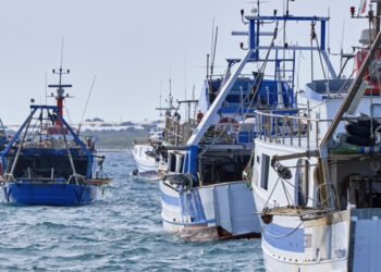 Alleanza: migliora stato risorse ittiche, ma da Ue nuovi limiti cattura