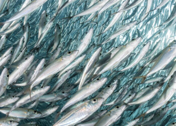 Calo globale della produzione di farina e olio di pesce