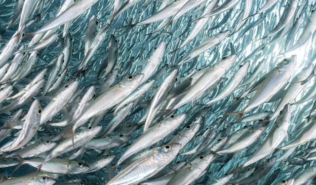 Calo globale della produzione di farina e olio di pesce