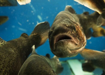 FEAP: non può esserci acquacoltura senza benessere dei pesci