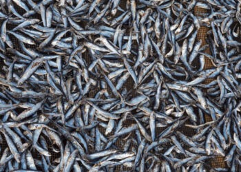 In Danimarca meno 44% nella produzione di farina di pesce