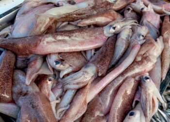 Ittico. Durante le feste si intensificano i controlli in Perù