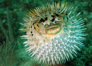 Pesce palla: da invasore a mangime per l'acquacoltura