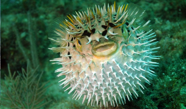 Pesce palla: da invasore a mangime per l'acquacoltura