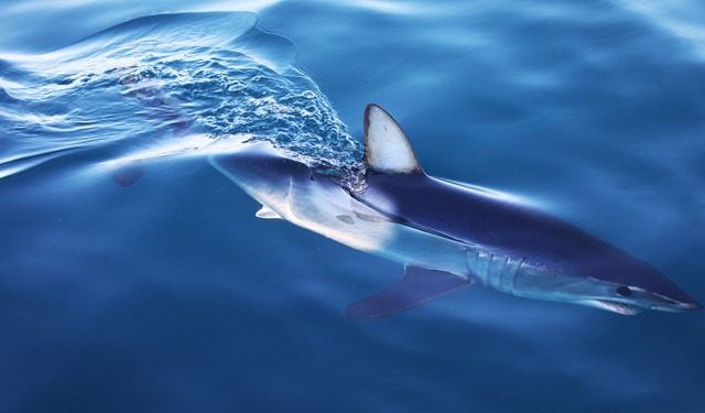 Progetto UE per preservare squali e razze nel Mediterraneo