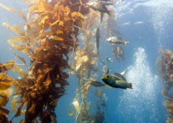 Alghe: potenziale farmaceutico dall'oceano alla medicina