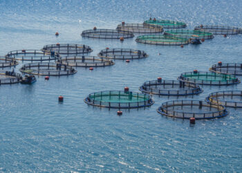 Aperte le iscrizioni per gli Aquaculture Awards 2024