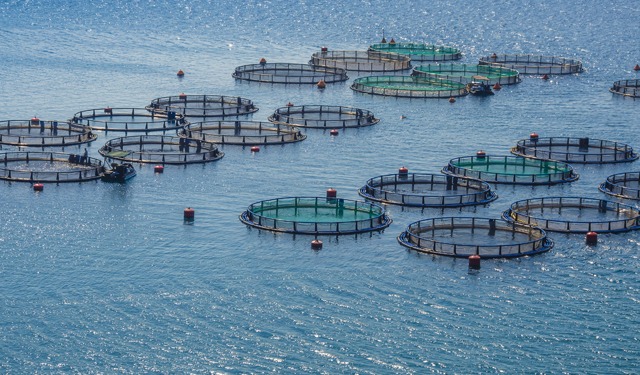 Aperte le iscrizioni per gli Aquaculture Awards 2024