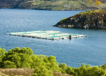 Brexit: implicazioni disastrose per l'industria del salmone scozzese
