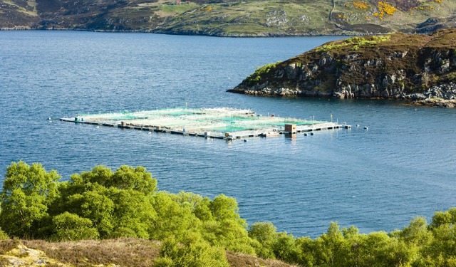 Brexit: implicazioni disastrose per l'industria del salmone scozzese