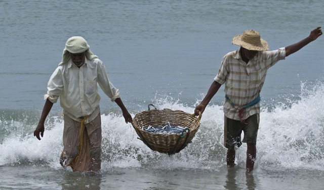Cambiamento climatico: disparità crescenti nel pescato
