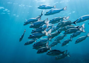 Cambiamento climatico e declino delle specie ittiche
