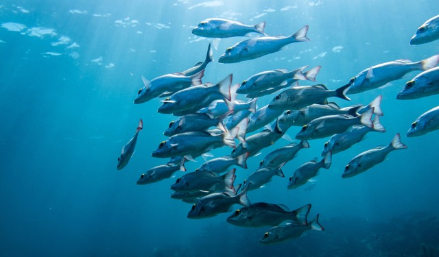 Cambiamento climatico e declino delle specie ittiche
