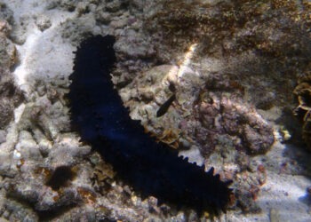 Cetrioli di mare: ricchezza per la Tanzania meridionale