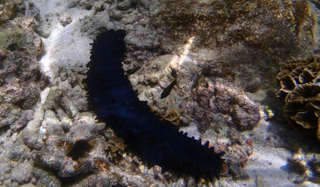 Cetrioli di mare: ricchezza per la Tanzania meridionale