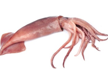 Dalla pelle dei calamari un valido integratore alimentare