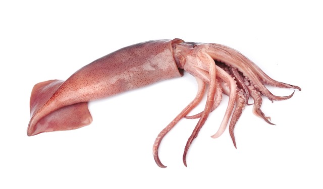 Dalla pelle dei calamari un valido integratore alimentare