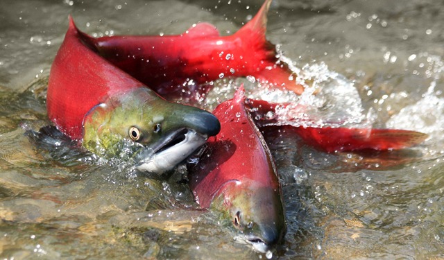 Il cambiamento climatico influenza le dimensioni dei salmoni?