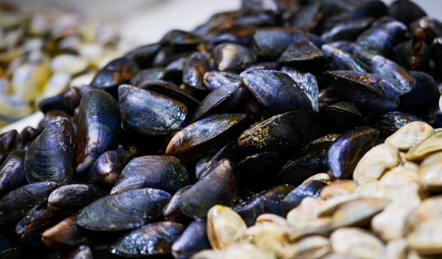 UE prolunga divieto di importare molluschi bivalvi dalla Turchia