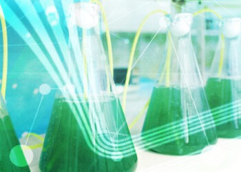 L'UE valuta l'uso di alghe nei mangimi per pesci