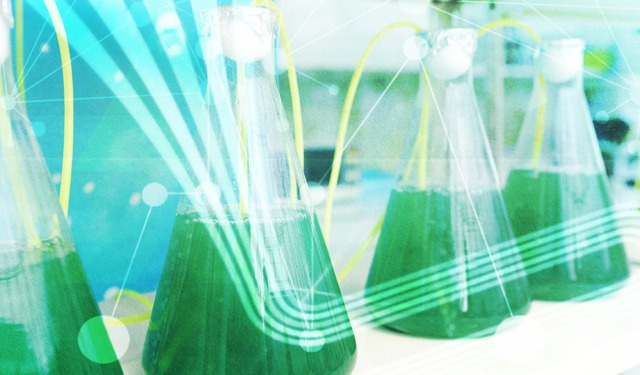 L'UE valuta l'uso di alghe nei mangimi per pesci