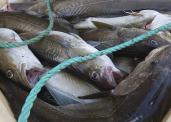 Nel 2023 boom delle esportazioni ittiche norvegesi