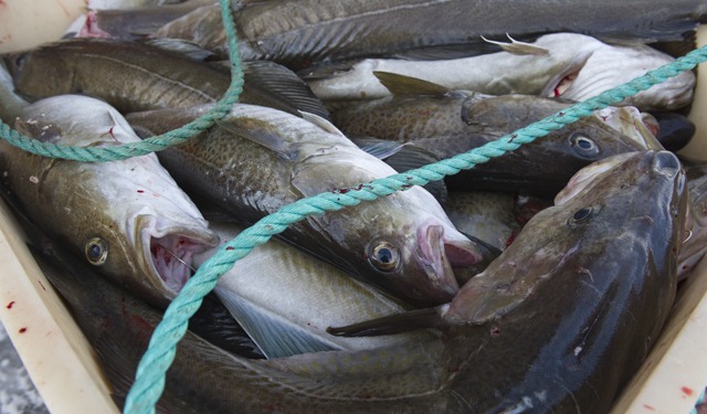 Nel 2023 boom delle esportazioni ittiche norvegesi