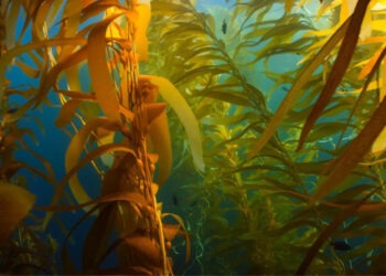 Nordic Seafarm e una produzione sostenibile di alghe