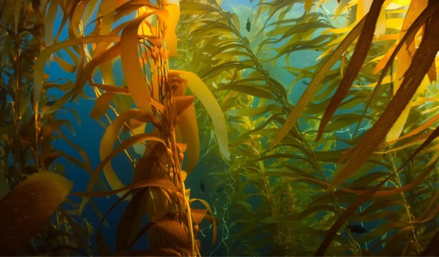 Nordic Seafarm e una produzione sostenibile di alghe