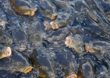 Nuovo Centro di Riferimento UE per benessere animali acquatici