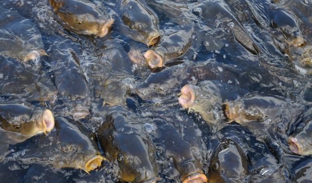 Nuovo Centro di Riferimento UE per benessere animali acquatici