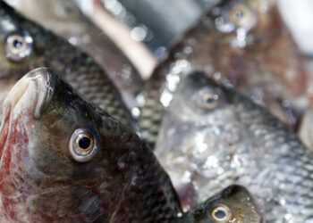Pesce congelato e decongelato, una valida alternativa al fresco